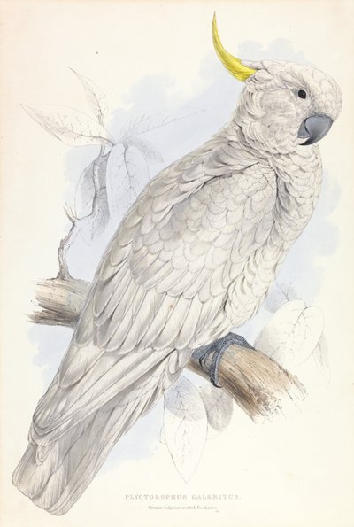 Plyctolophus Galeritus. Großer Gelbhaubenkakadu. von Edward Lear